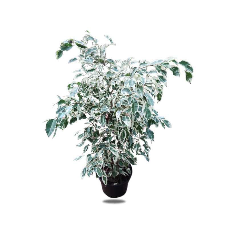 Ficus Bejamina, 19cm