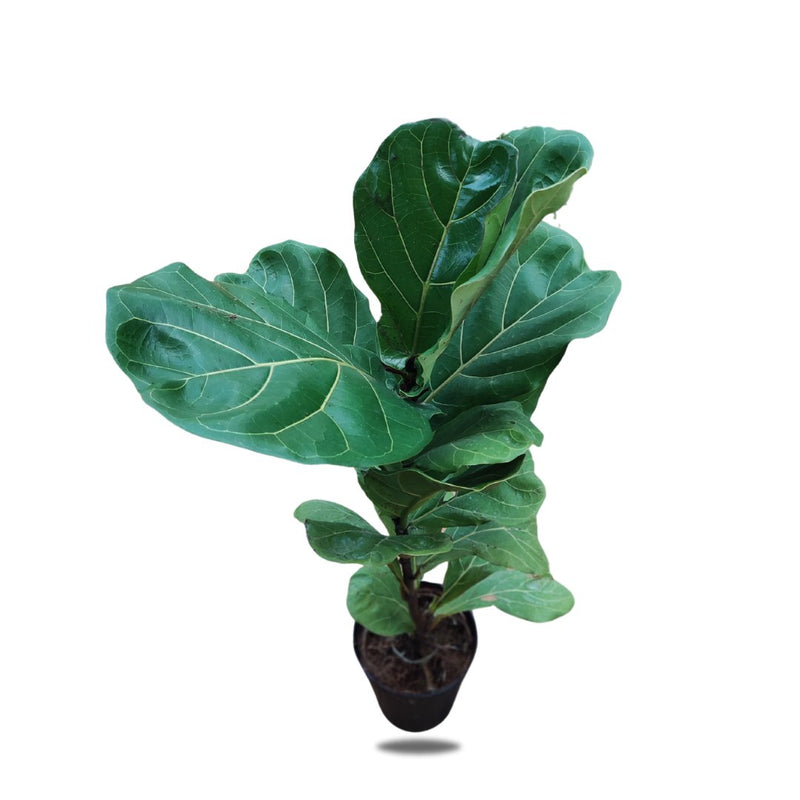 Lyrata, 15cm