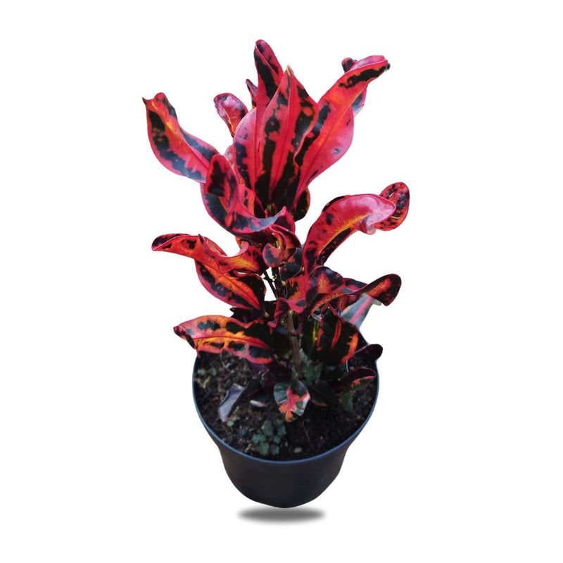 Croton, 19cm