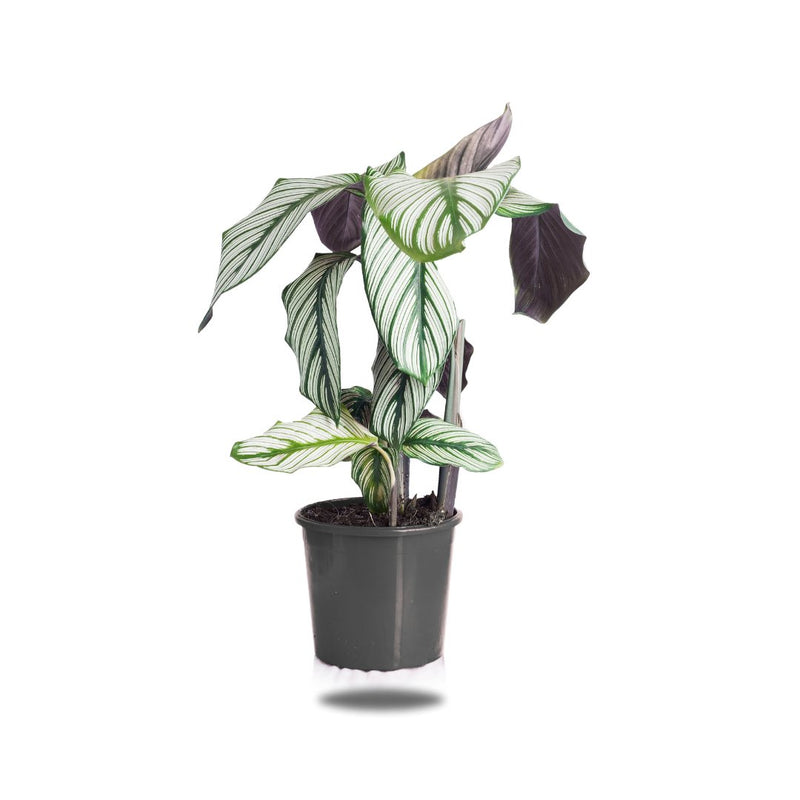 Calathea, 15cm