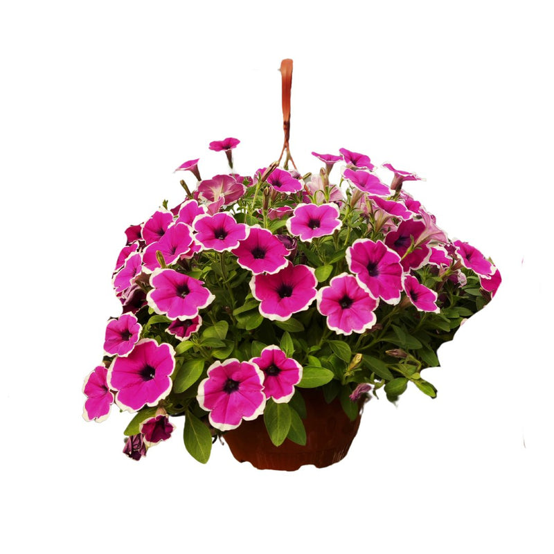 Flowering Hb