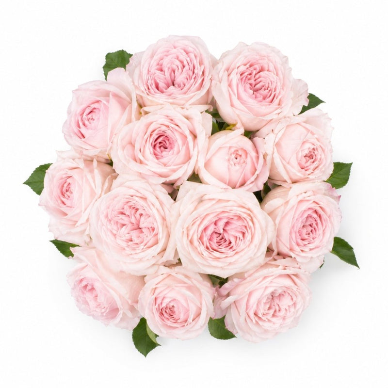 Tambuzi Blush Pink Scented Garden Roses