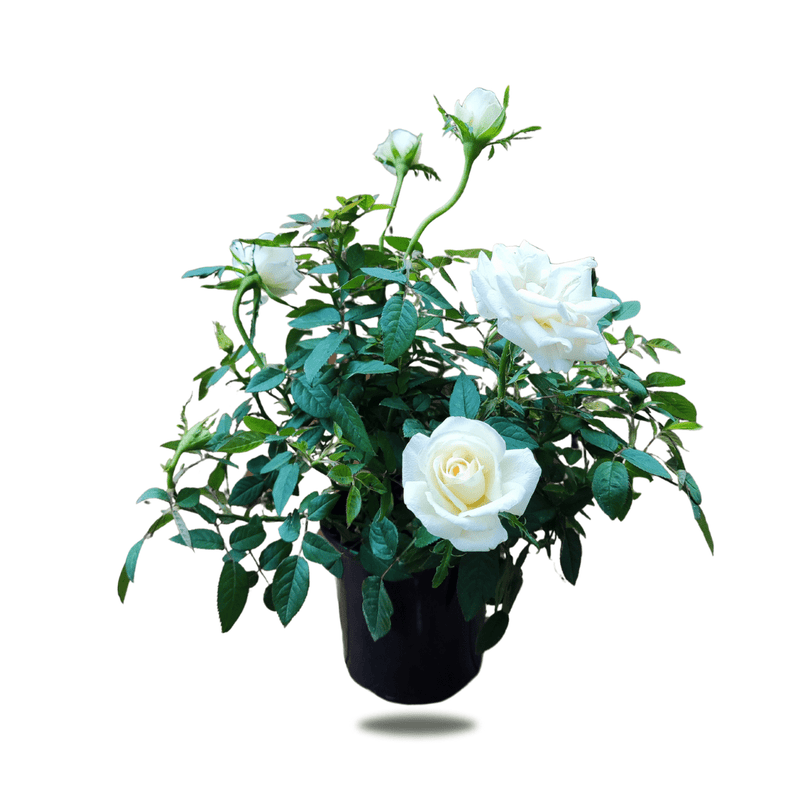 Roses, 12cm