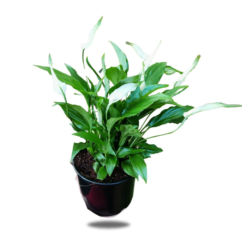 Peace Lily, 15cm