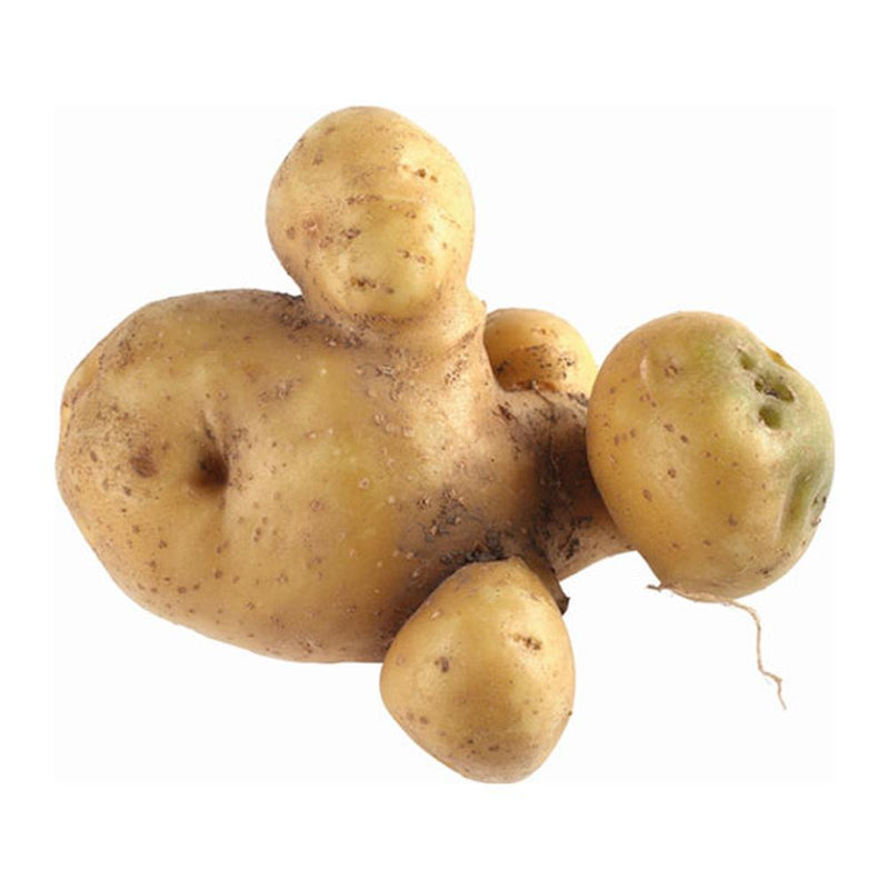 Jidan Farmers Pick Plentiful Potatoes, 500g