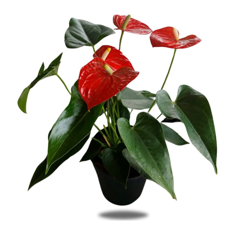 Anthurium 15cm
