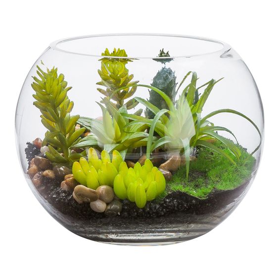 Terrarium Arrangement