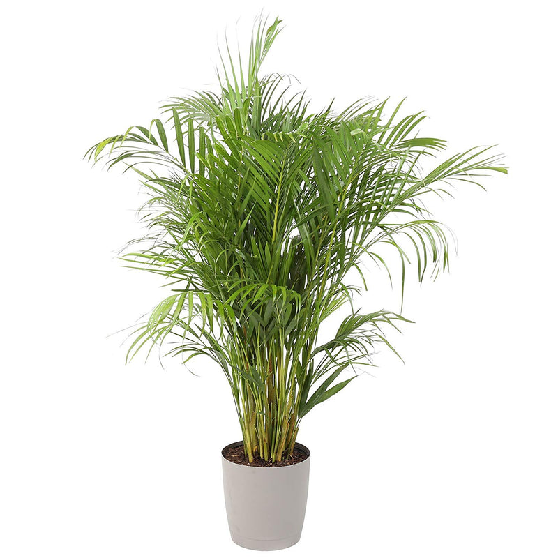 Butterfly Palm, 16cm