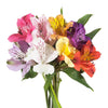 Alstroemeria Bunch