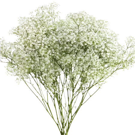 Gypsophilia Bunch