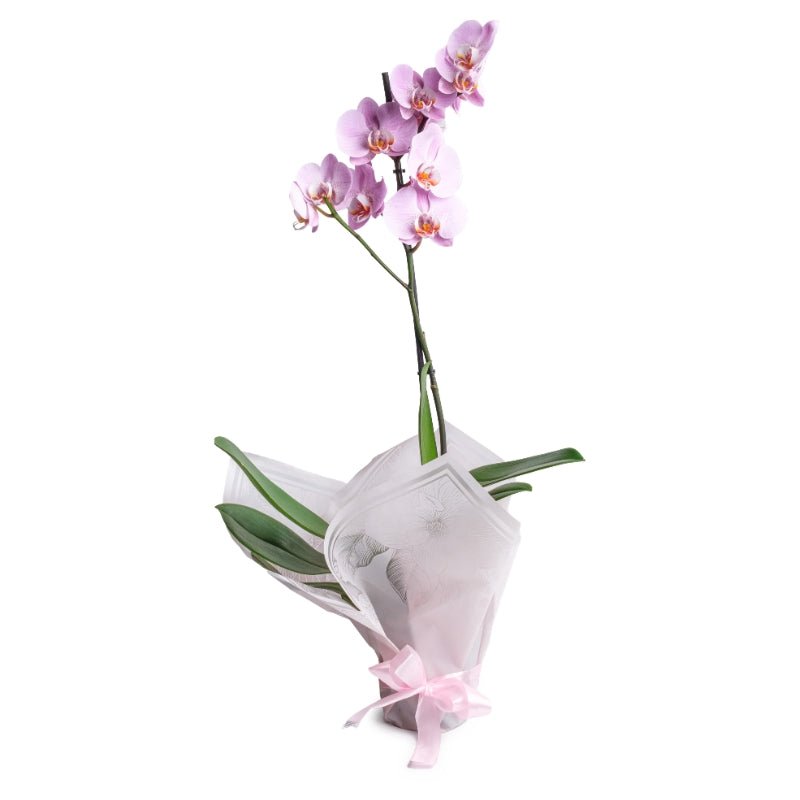 Classic Single Orchid Glow
