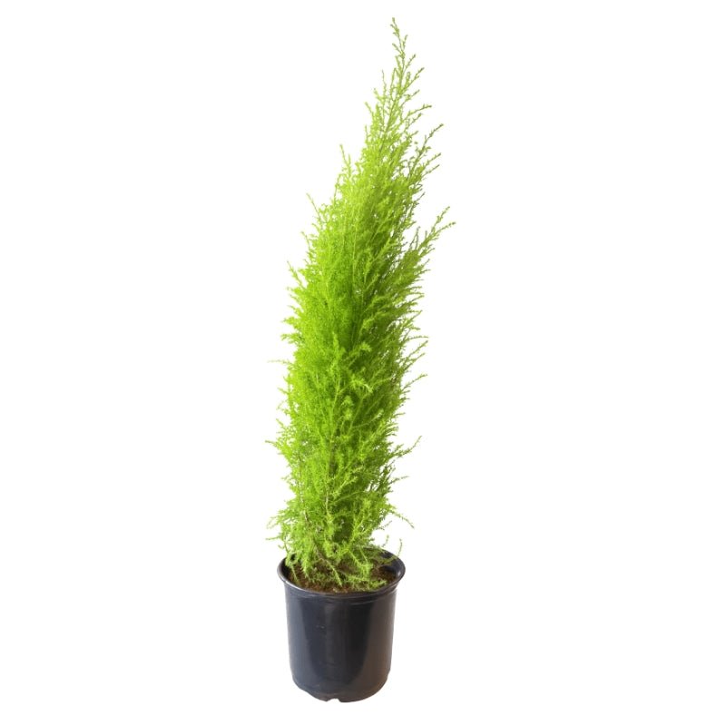 Cypress Tree, 12cm