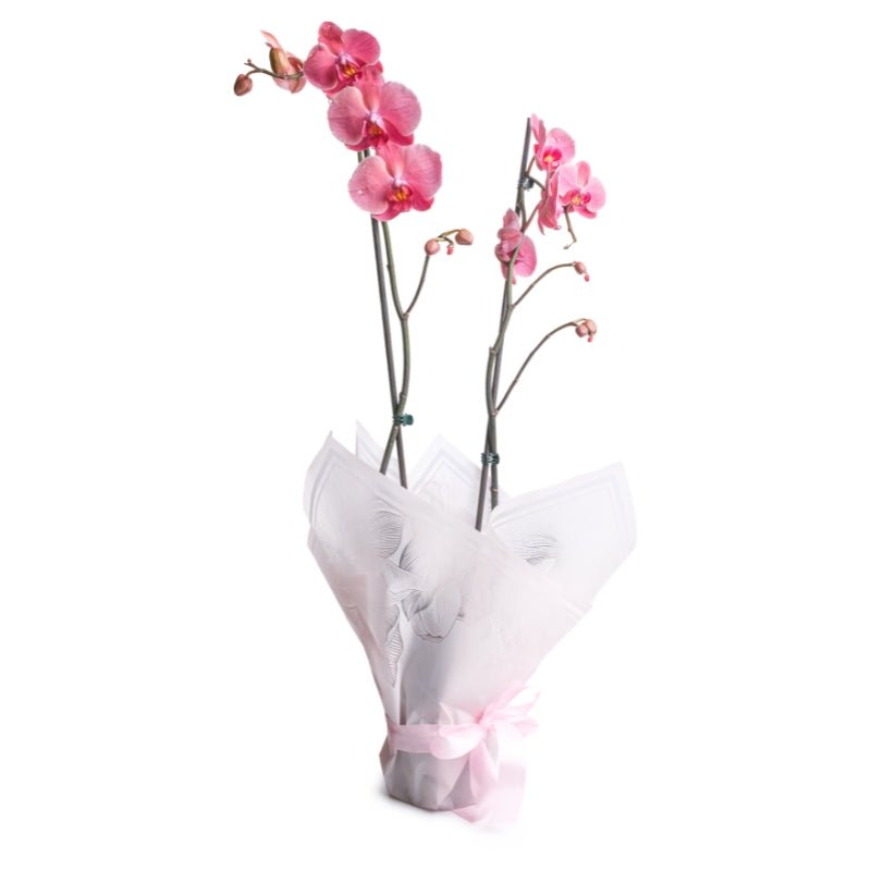 Elegant Double Orchid Glow