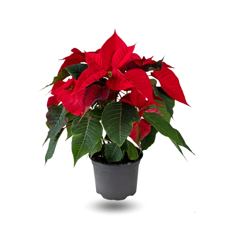 Poinsettia, 12cm