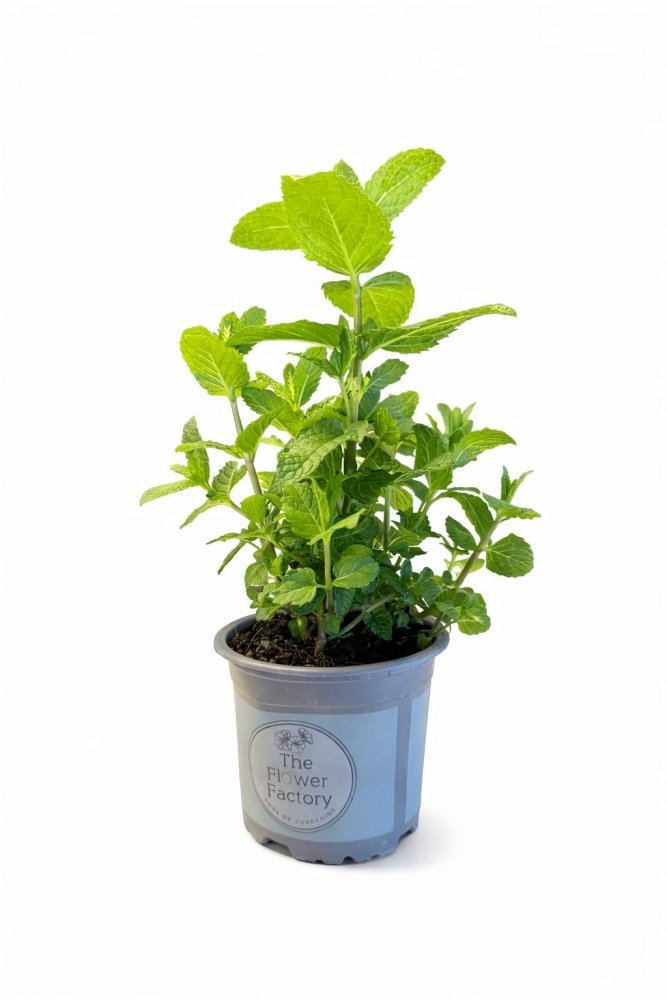 Potted Mint Herbs, 12cm