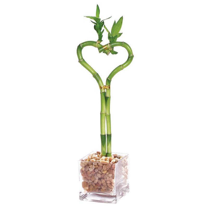 Heart Shaped Lucky Bamboo