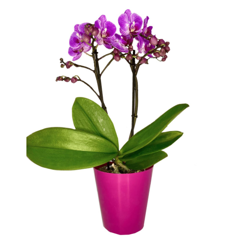 Phalaenopsis Mini