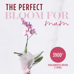 Phalaenopsis Orchid, 1 spike
