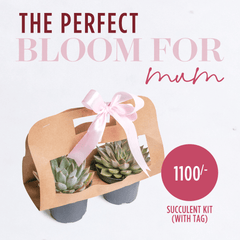 Succulent Kit