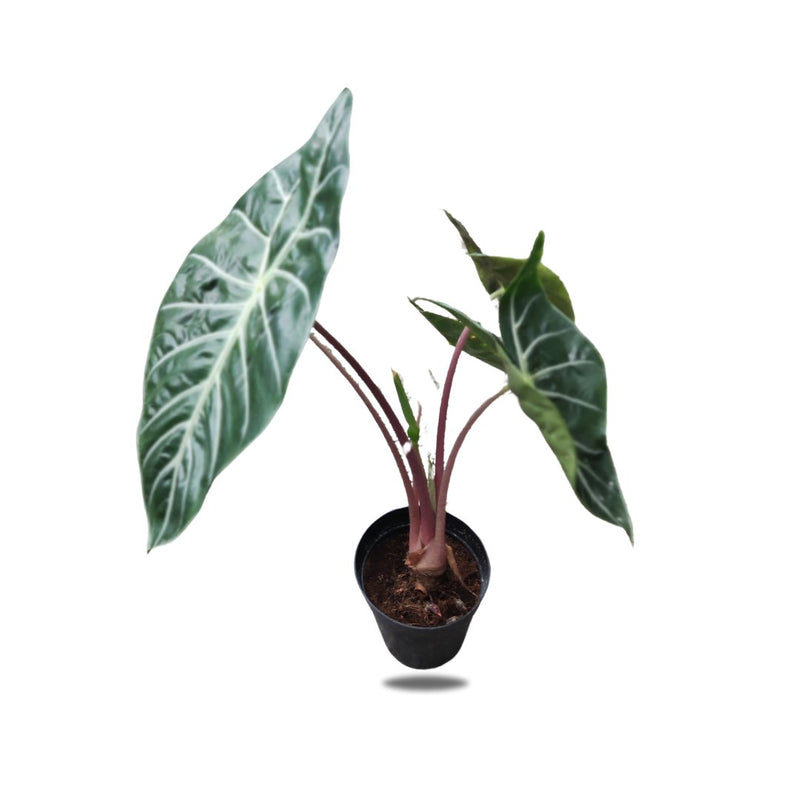Alocasia, 15cm