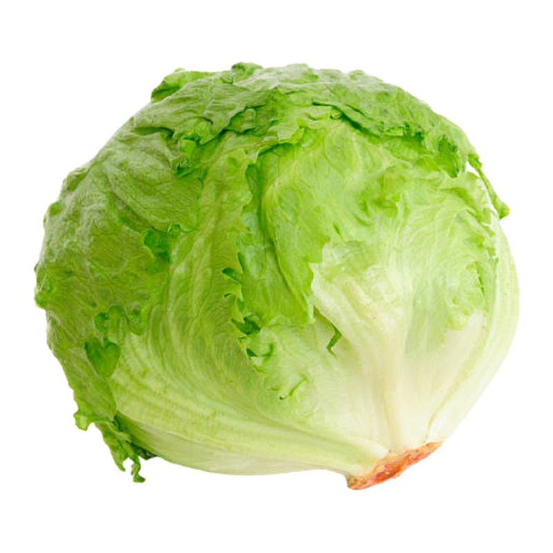 Jidan Iceberg Lettuce Per