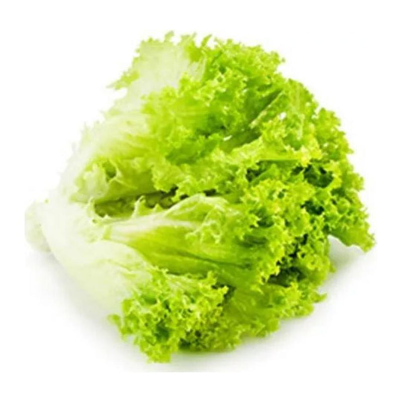 Jidan Blond Lollo Crispy Sar Lettuce, 360g
