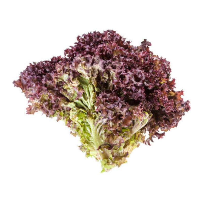 Jidan Lollo Rosso Crispy Sar Lettuce, 360g