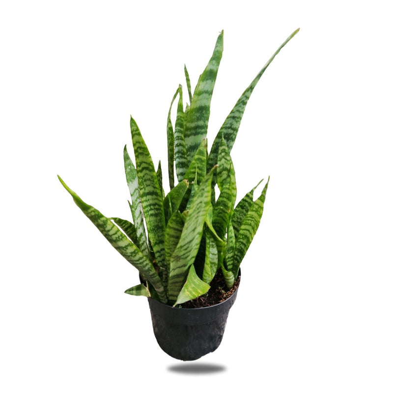 Snake Plants
