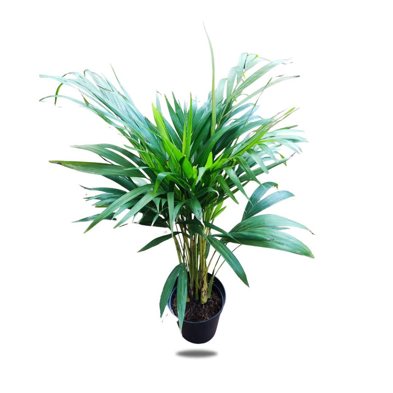 Areca Palm, 15cm