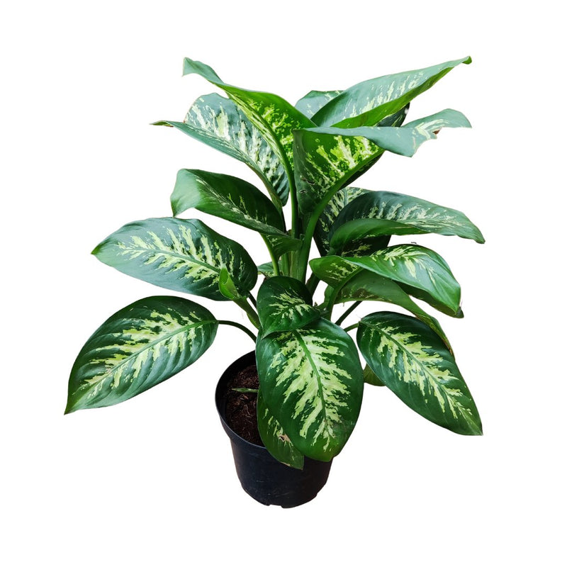 Dieffenbachia, 15cm