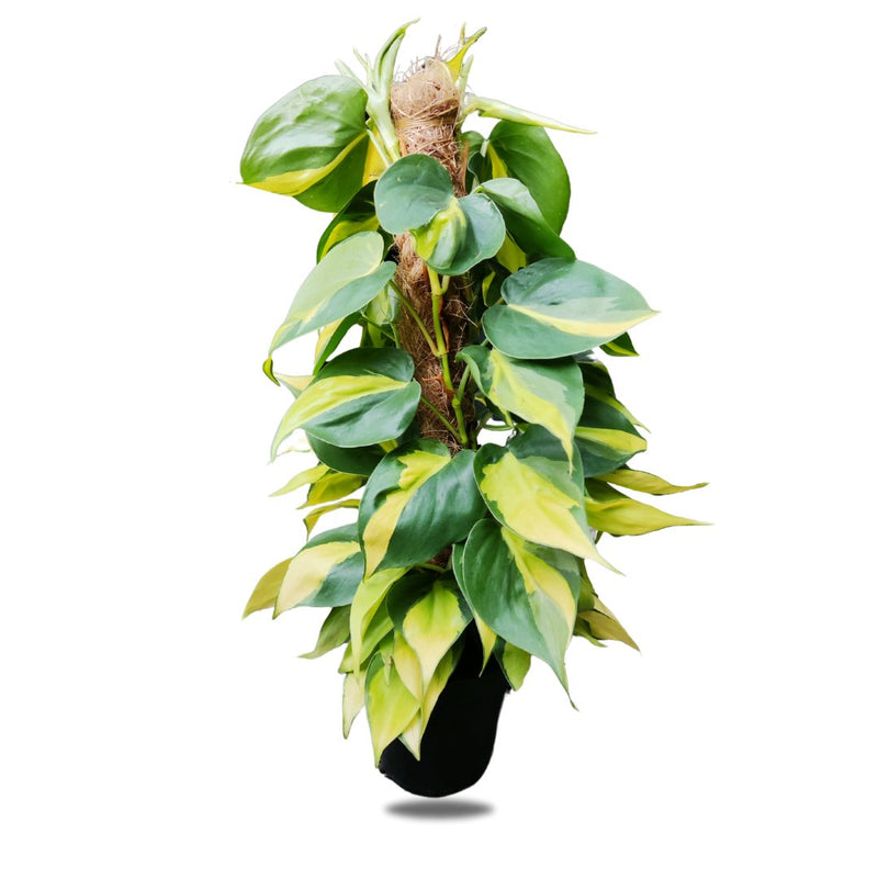 Money Plants Coco Fiber, 15cm