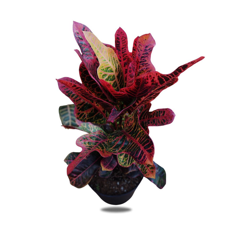 Croton, 15cm