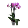 Phalaenopsis, 2 Spike