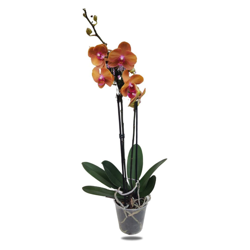 Phalaenopsis, 1 Spike