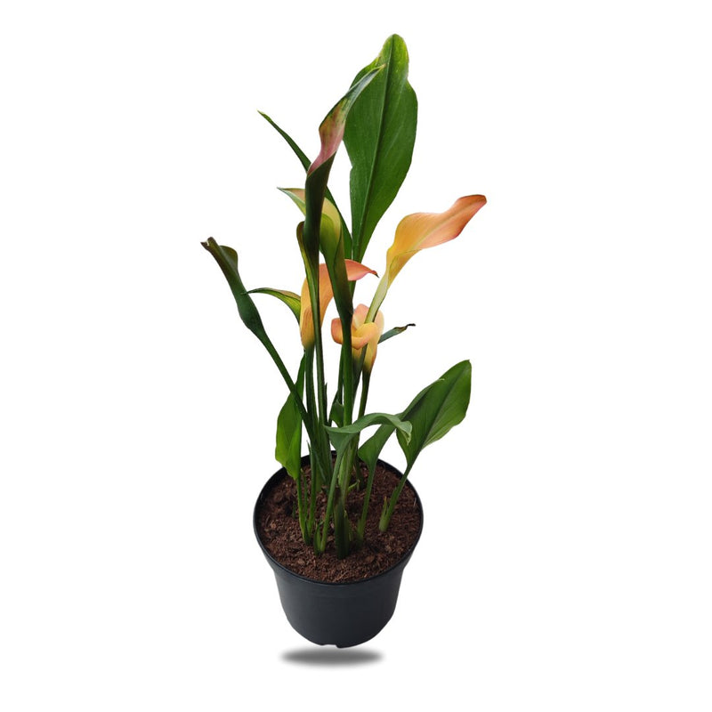 Calla Lily With Pot, 15cm