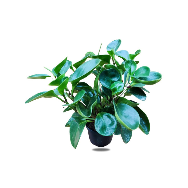 Peperomia Pot 12