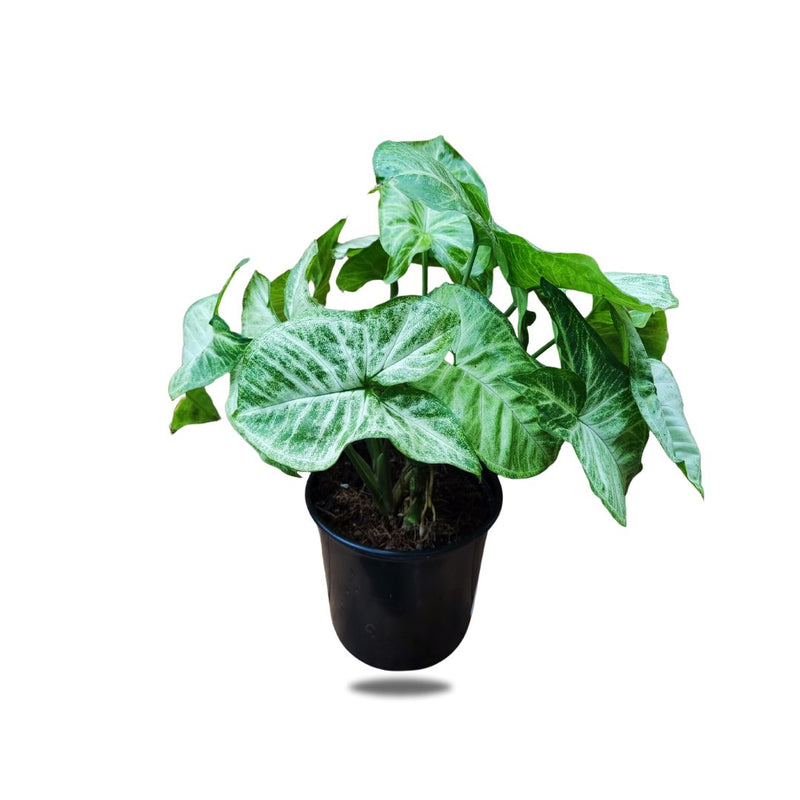 Syngonium