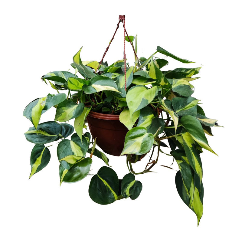 Hp Hanging Basket, 25cm