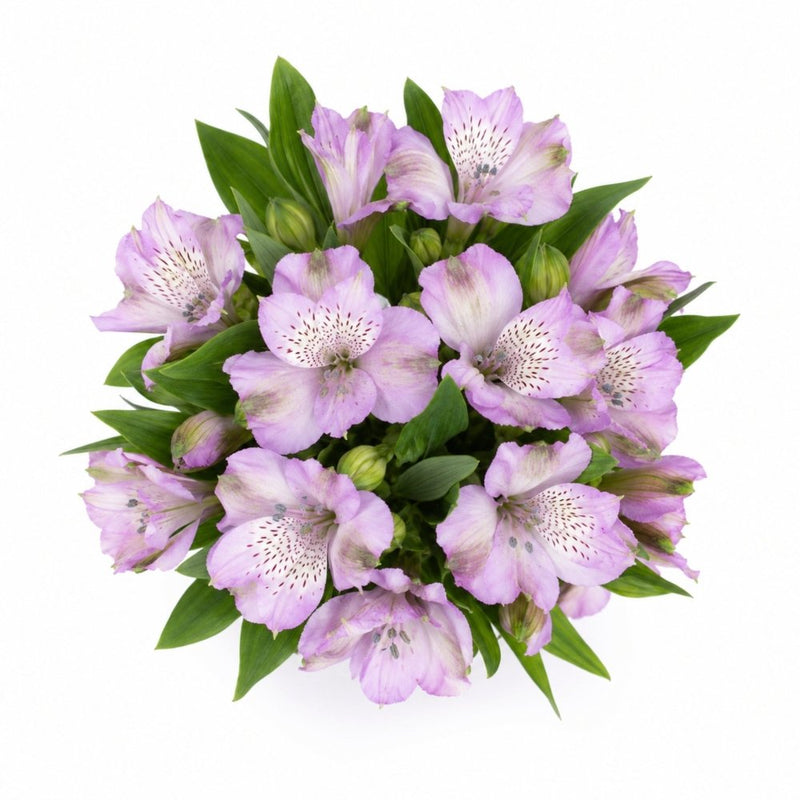 Dreamy Lilac Alstroemeria