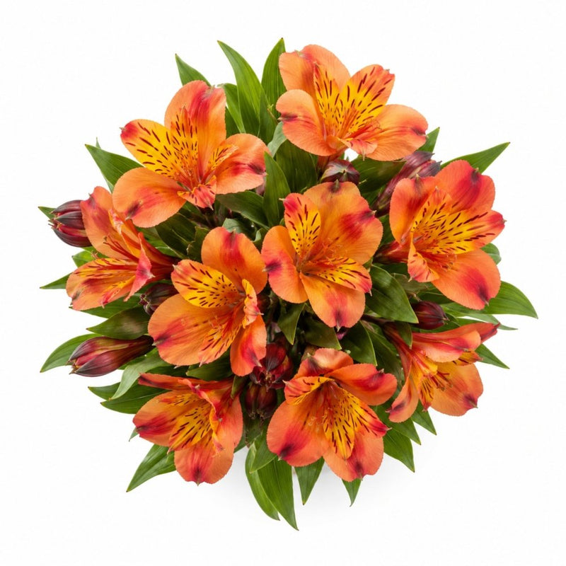 Sunset Coral Alstroemeria