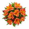 Sunset Coral Alstroemeria