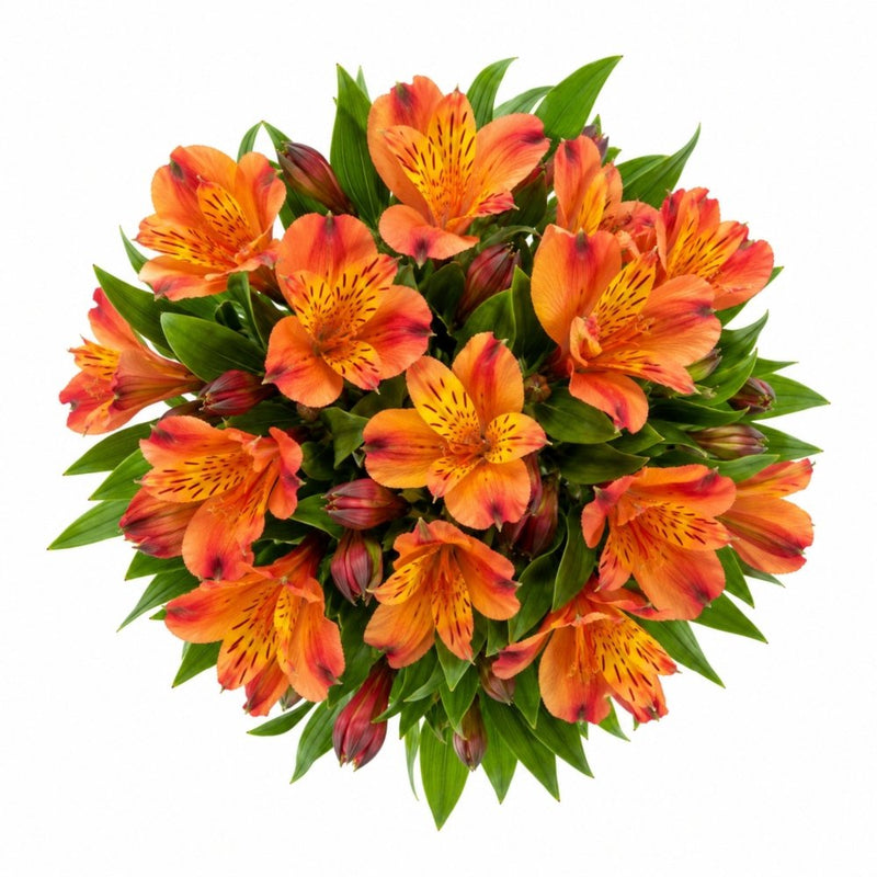 Sunset Coral Alstroemeria
