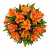 Sunset Coral Alstroemeria