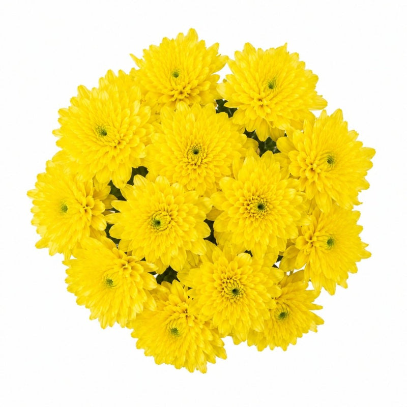 Sunshine Yellow Mums