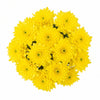 Sunshine Yellow Mums