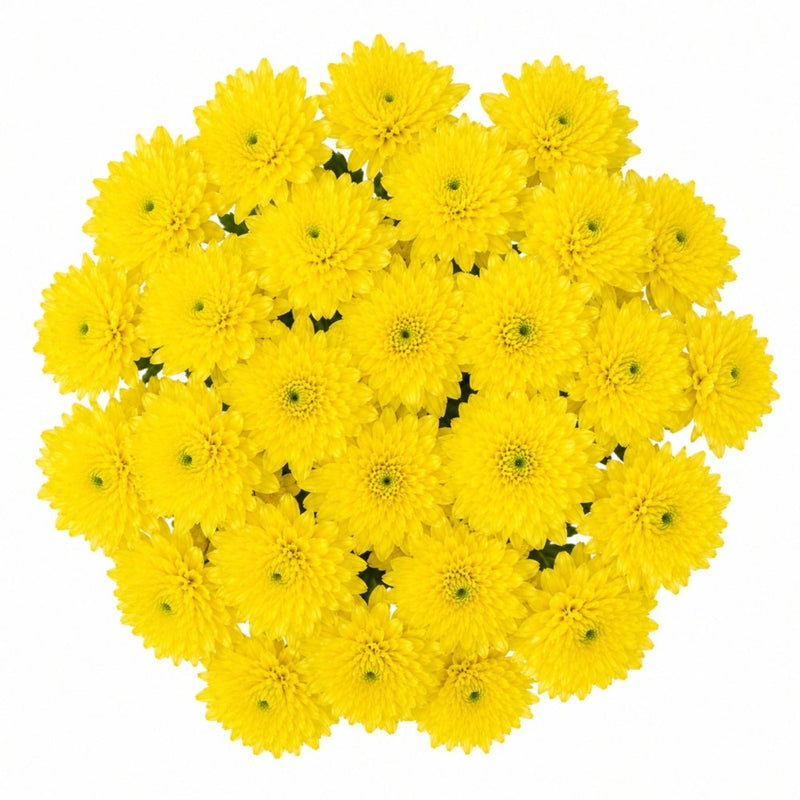 Sunshine Yellow Mums