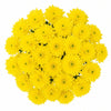 Sunshine Yellow Mums