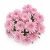 Blush Pink Mums