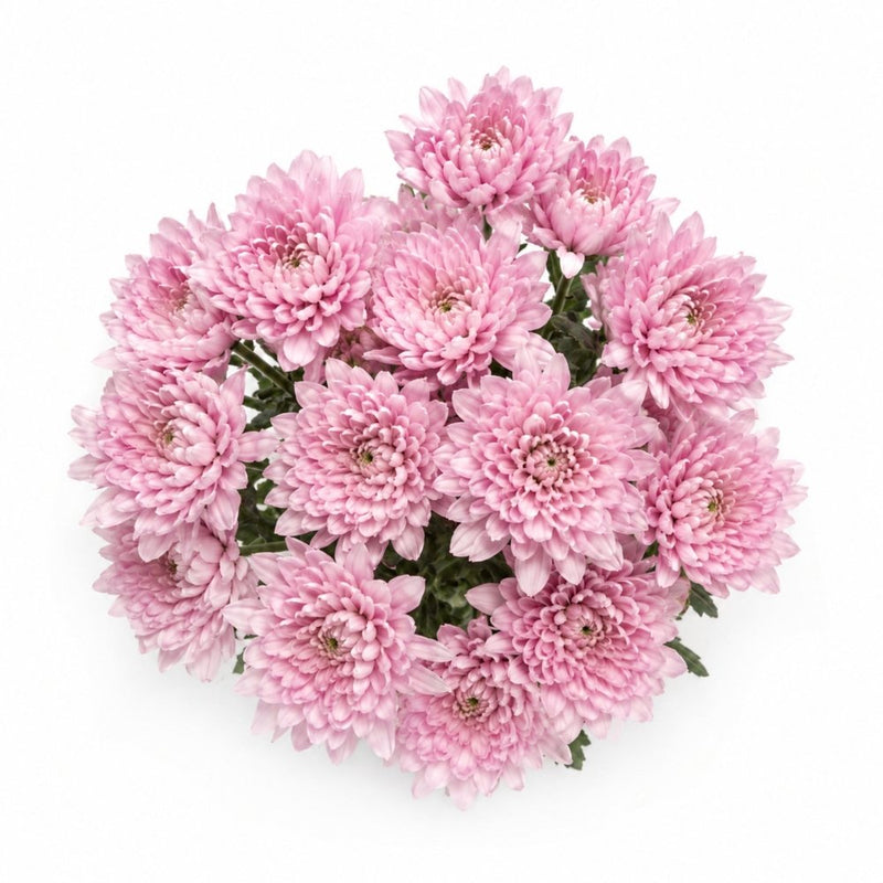 Blush Pink Mums
