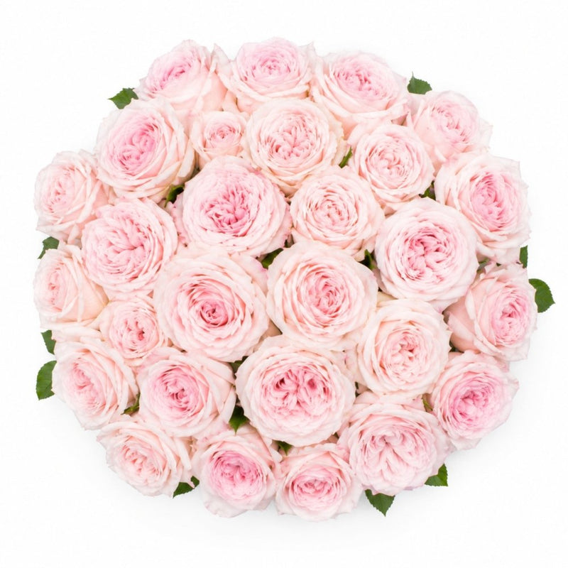 Tambuzi Blush Pink Scented Garden Roses